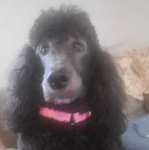 Meet your Posher, Suzi